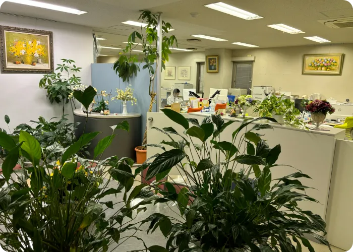 事務所内の観葉植物