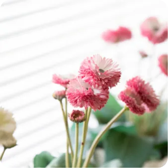 オフィスに飾られた花