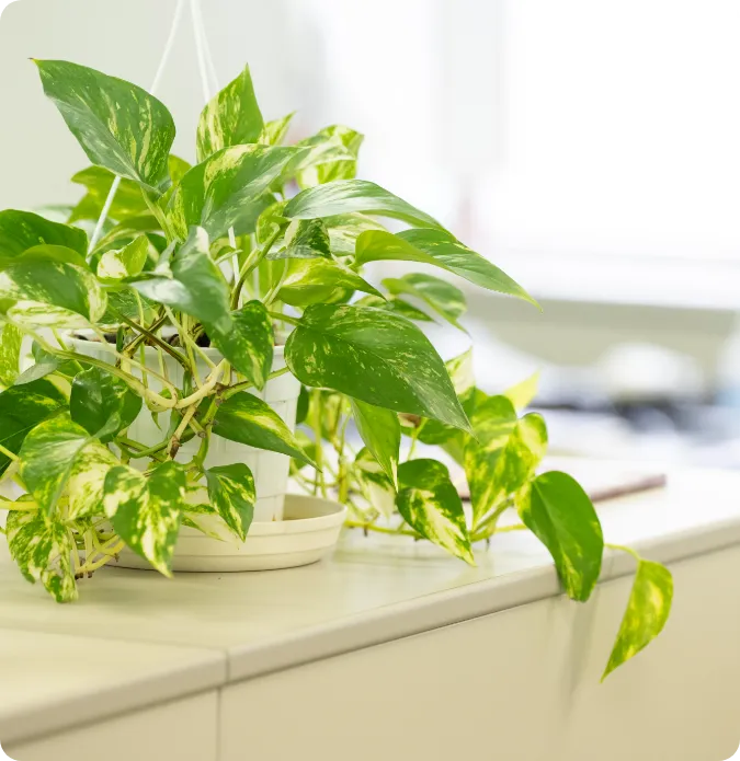 オフィスに飾られた観葉植物