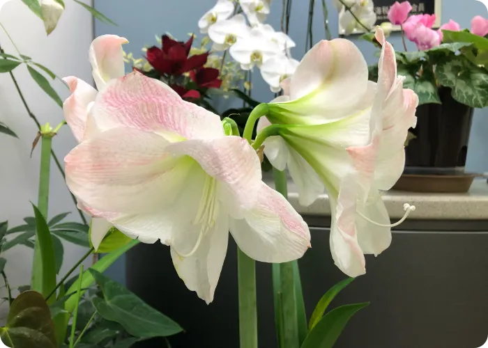 アマリリスの花