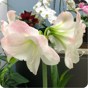 オフィスに飾られたアマリリスの花